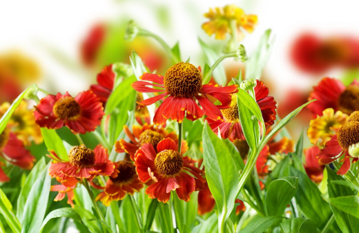 604976 (a): :2620x1700